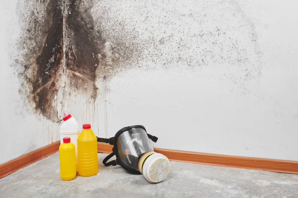 Best Black Mold Remediation in Wood River, IL