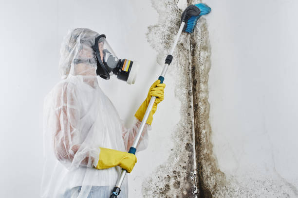 Best Commercial Mold Remediation in Wood River, IL