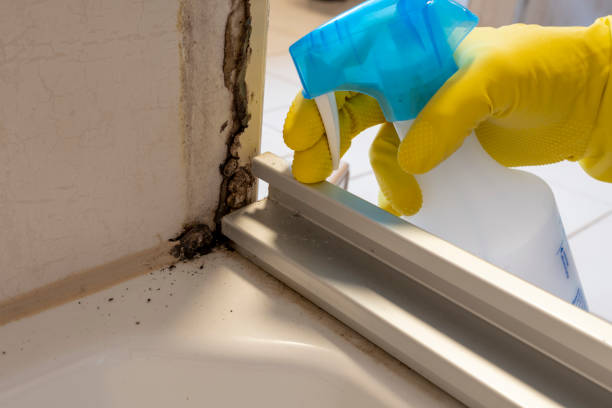 Best Mold Remediation for Schools in Wood River, IL