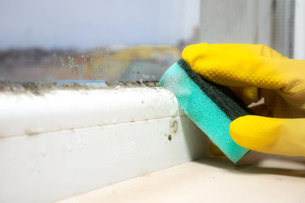 Best Post-Flood Mold Remediation in Wood River, IL