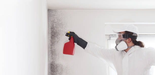 Best Industrial Mold Remediation in Wood River, IL