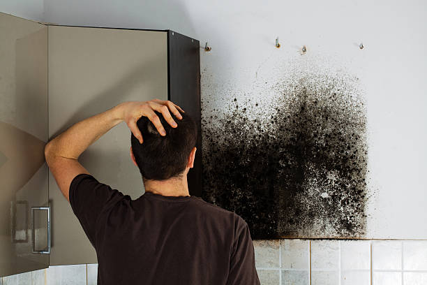 Best HVAC Mold Remediation in Wood River, IL